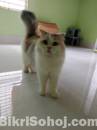 Persian